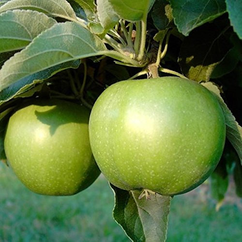 Apfelbaum Granny Smith Apfel beliebte Handelssorte Buschbaum 110-140 cm 10 L Topf Unterlage M7