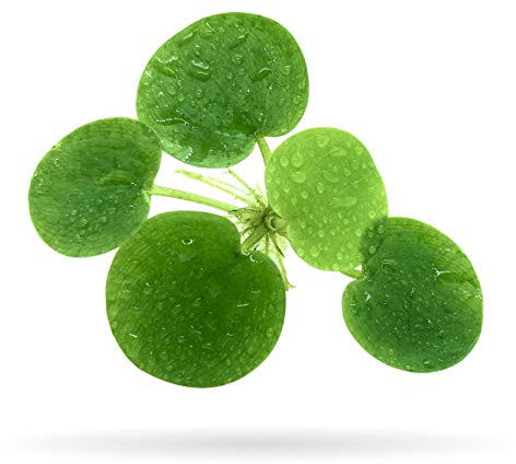 20+ Leaves Amazon Frogbit (+Free Bonus Plant) Live Floating Plant for Aquarium (Limnobium Laevigatum) by Aquarigram