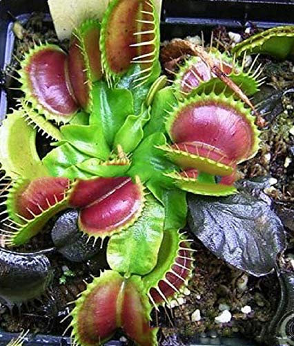 Plante Carnivore Dionée Graines Flowerseeds Bonsaï Fleurs BRICOLAGE Maison Jardin (5 Pcs/Lot)