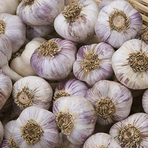 Red Duke 22 Garlic Seeds Clove, Wight Garlic Cloves/from 2 Bulbs/Planting Now …