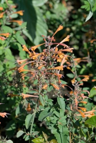 Agastache rupestris ca. 11x11 cm Topf - Duftnessel, orange-rosa Blüten, Blütezeit Juli-September, bienenfreundlich, ideal für Rabatten, pflegeleicht