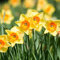 Narciso Bulbo El Rizoma Es Erguido, Hermoso, Flores Dobles Perennes, De JardíN. Bulbo Narciso De OtoñO Narcisos Flores Naturales Bulbo Narcisos Flores Bulbos De OtoñO Narciso-10bulbos-A