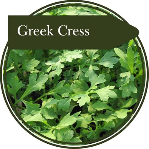 1000 semillas de berro griego. Producción de una hoja más picante que el berro ordinario. Crecimiento rápido e ideal para ensaladas.