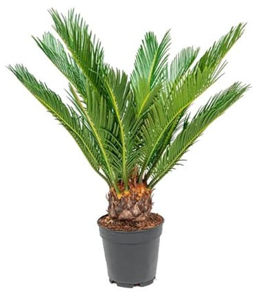 Palma de Exterior Natural Cyca Planta Perfecta para Jardines o Terrazas