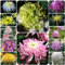 80 pcs chrysanthemen samen - winterharte stauden mehrjährig chrysantheme,Chrysanthemum morifolium, gartensamen bonsai samen dekoration bienenwiese saatgut mehrjährig