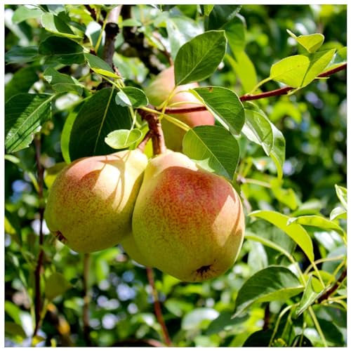 Beurre Hardy Pear Tree 4ft Bare Root, Ready to Fruit.Full & Distinctive Flavour 3fatpigs®