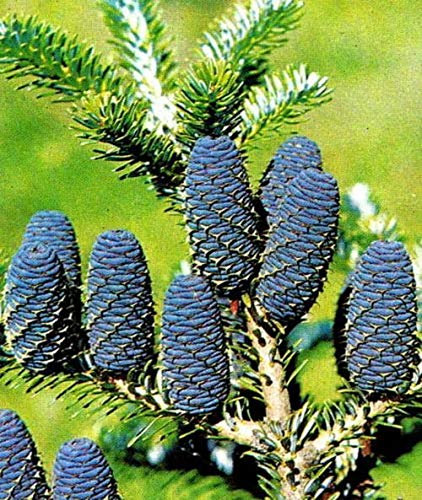 Portal Cool Semi 100 pièces coréen Abete Abies conifère plante Casa decor jardin