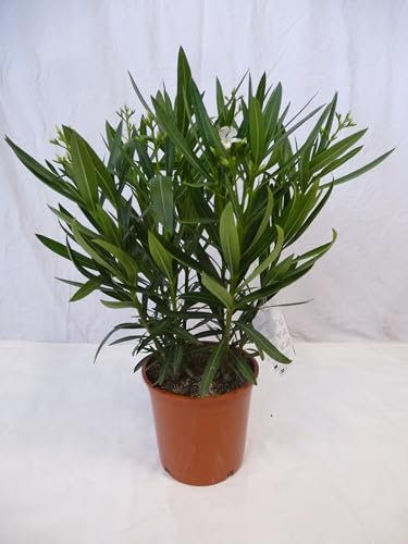 [Palmenlager] - Oleander 70/80 cm -Strauch- weiß - Nerium oleander - mediterrane Pflanze