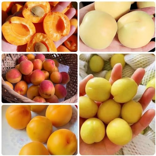 Semillas de albaricoque, Prunus armeniaca, balcón Comprar semillas de albaricoquero, exóticas resistentes 10pcs