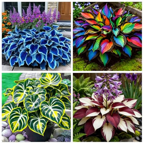 Hosta muy resistente al frío - Plantación en esquina - Puede sobrevivir a temperaturas bajo cero - Ornamental que ama la sombra-4 piece-H