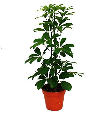 Exotenherz - Strahlenaralie - Schefflera arboricola Nora - grünlaubig - 1 Pflanze - pflegeleichte Zimmerpflanze - luftreinigend- 12cm Topf