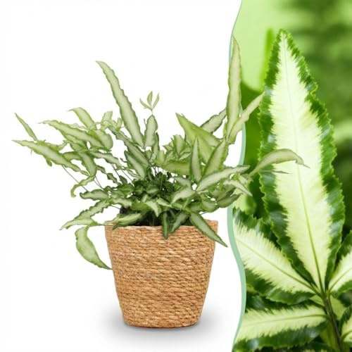 Pteris cretica Albolineata - Bandbräken - Djurvänlig växt - Grön - 4 Växter - med korg - 20cm - Ø12cm - Krukväxt - Komplett set - Växt med kruka