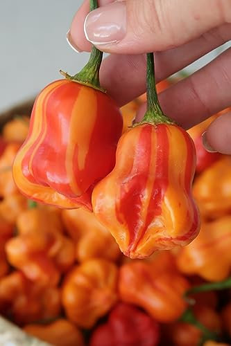 Zebrange Chilli Seeds - Zebrange Pepper Seeds