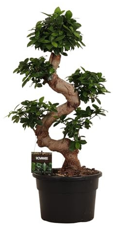 Trendyplants - Ficus Microcarpa Ginseng - Bonsai - Zimmerpflanze - Höhe 70-90 cm - Topfgröße Ø23cm