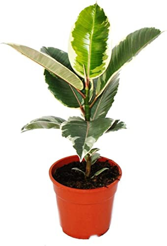 Ficus Elastica Tineke Natural Árbol Perfecto para Decorar el Interior del Hogar