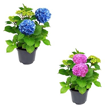 Set de dos Hortensias: Plantas Naturales de Grandes Flores Azules y Rosas