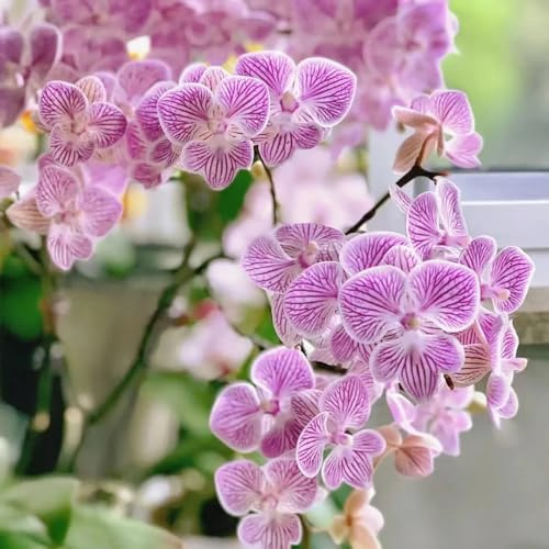 Semi di Phalaenopsis - semi di campo Semi di orchidea Phalaenopsis per luoghi soleggiati 600pcs