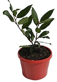 Laurel Maceta ø10cm Árbol Natural de Pequeño Tamaño