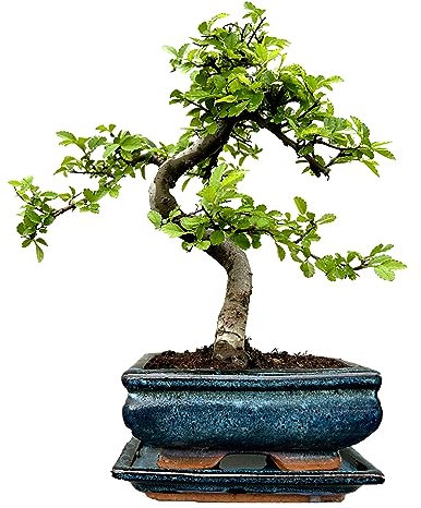 Bonsai Trees (7yr Old S Style Elm)