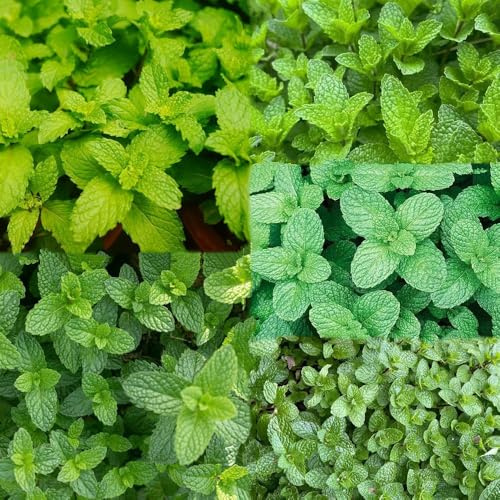 30 piezas semillas de menta perenne resistente - semillas decoración de menta, en resistentes, resistentes al invierno