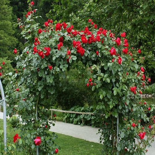 100 semillas de rosas trepadoras rojas