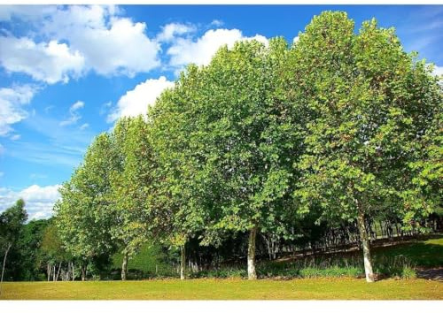 Garden Center Shop | Platanus Hispanica M25 250 cm | Plátano de Sombra de Rápido Crecimiento | Árbol Ornamental de Gran Porte | Ideal Jardines, Parques y Avenidas