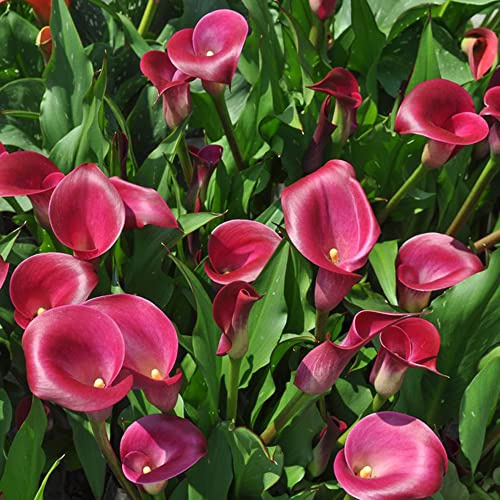 bulbi di calla balcone rialzato con letto Zantedeschia aethiopica decorazioni giardino per esterni resistenti in vaso tappezzanti 3pcs