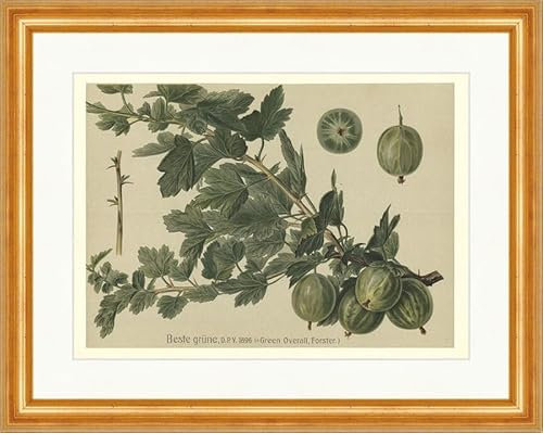 Biller Antik Las mejores variedades de fruta de arbusto verde mono verde grosella espinosa 24 Enmarcado