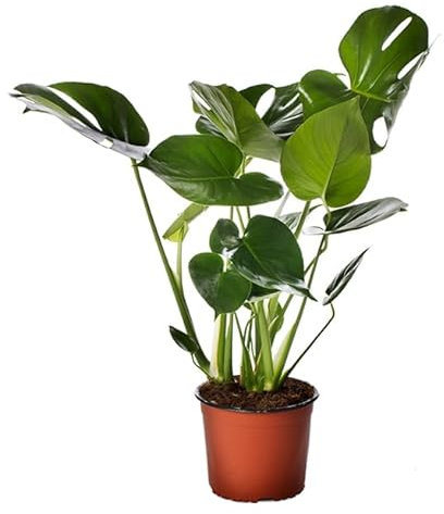 Planta Suiza del Queso Monstera Deliciosa Planta Exótica y Natural