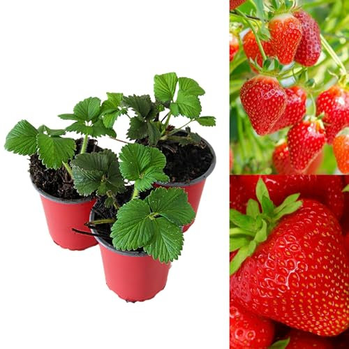 Carbeth Plants - Strawberry Hapil Fruit Plants - Hardy Garden Bushes in 9cm Pots - Grow Your Own (6)