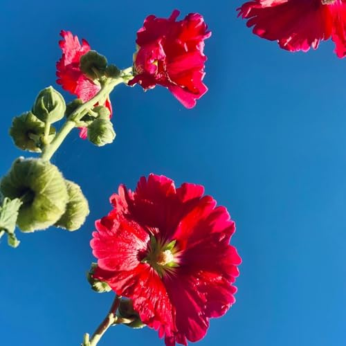 Semi di malvarosa, Alcea rosea, resistenti per il giardino Semi di malvarosa, Le perenni sono 200pcs