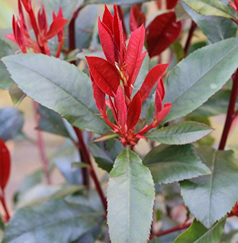 Glanzmispel Camilvy 40-60cm - Photinia fraseri