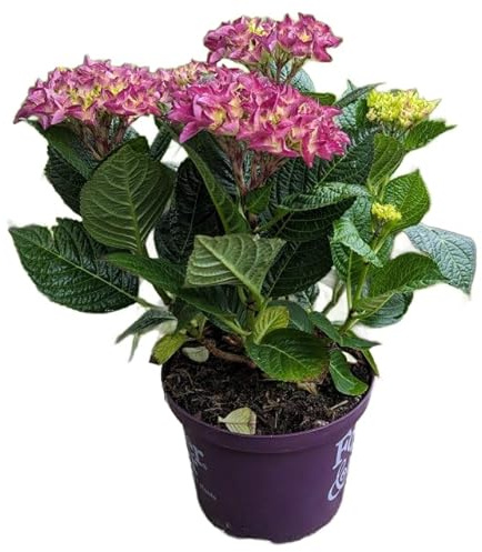 Hortensia Rosa Natural Planta de Crecimiento Abundante y Flores Grandes
