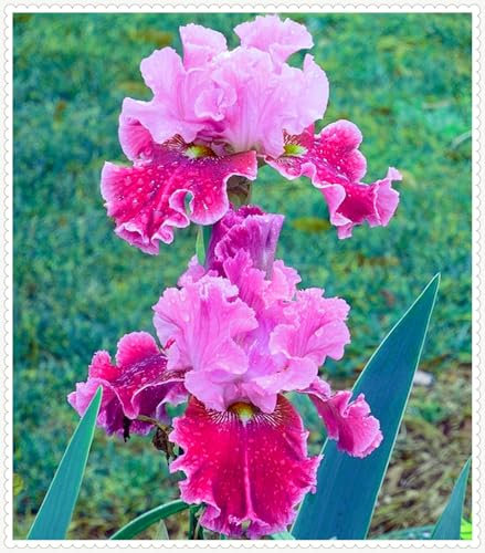 Cut Flowers, Excellent Display, Iris Bulbs for Planting, Natural Organic, Wedding Flowers, Bearded Iris Bulbs, Good for Containers-4 Bulbs-f