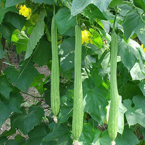shoppingba 10Pcs Long Luffa Seeds Sponge Cucumber Towel Gourd Green Vegetable Farm Plant