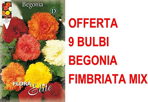OFFERTA 9 BULBI BEGONIA FIMBRIATA MIX DI COLORI BULBS BULBES