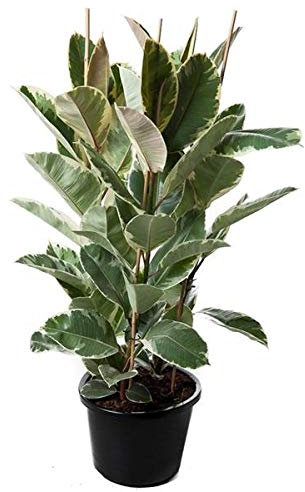Ficus Elastica Tineke - Weißbunter Gummibaum, 3 Pflanzen im Topf, ca. 100 cm, Pflegeleichte Zimmerpflanze, Luftreinigend & Dekorativ