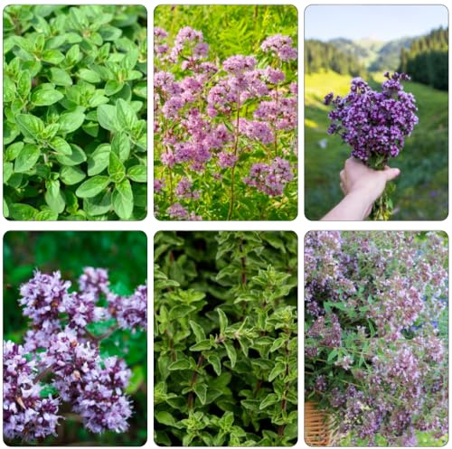 semi di maggiorana da balcone vecchie varietà letto rialzato per da interno giardino per la cucina giardino roccioso appartamento esotiche 550pcs