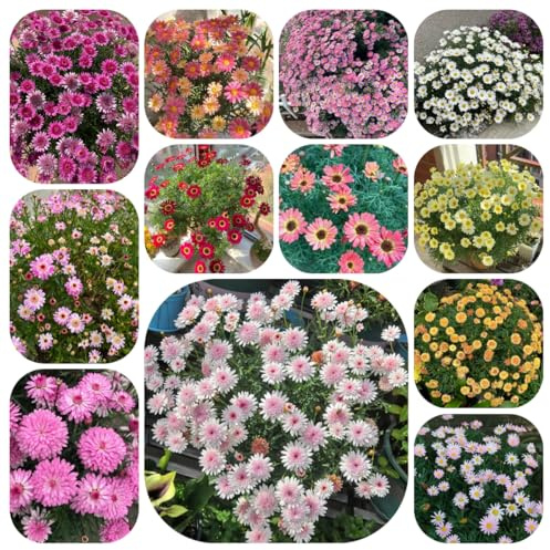 semi di margherite perenni resistenti - campo giardino balcone biologici 300pcs