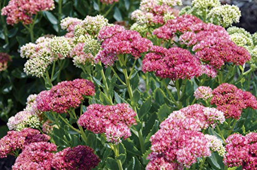 Sedum Ussuriense 'Pink Beacon', Fetthenne 70 Samen, Mauerpfeffer
