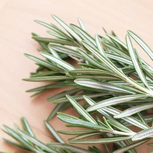 Semillas de Romero muy Fáciles de Cultivar en Casa