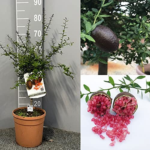 SAVINI VIVAI SAVINI VIVAI Citronnier, caviar rouge, agrume, tilleul, plant de citronnier en pot, 20 cm hauteur 50-70 cm 2 ans de greffage, fabriqué en Italie