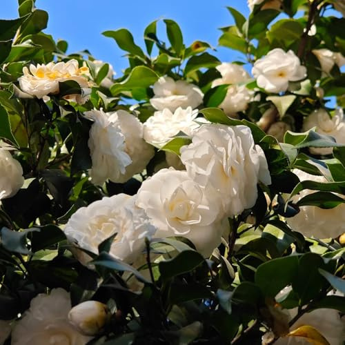 semillas de camelia - orgánicas jardín interior casa decorativas silvestres verano perennes resistentes 10pcs