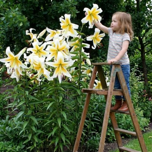 Mister Pistache Bulbi Giglio Gigante (3 pezzi) - Bulbi Fiori resistenti al freddo provenienti dall'Olanda da piantare in giardino (grandi bulbi, non semi, non artificiali) (Mister Pistache)