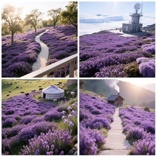 Plus de 20000 thyms rampants violet, Thymus Serpyllum - Sans OGM, variété traditionnelle, pour les pelouses et l'aménagement paysager