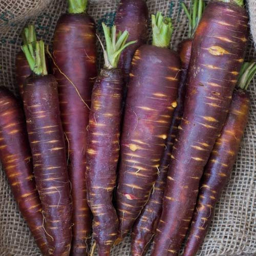 schwarze Möhre Karotte 250 x Samen / 100% Natursamen/sehr selten echte Rarität super lecker und echter Hingucker