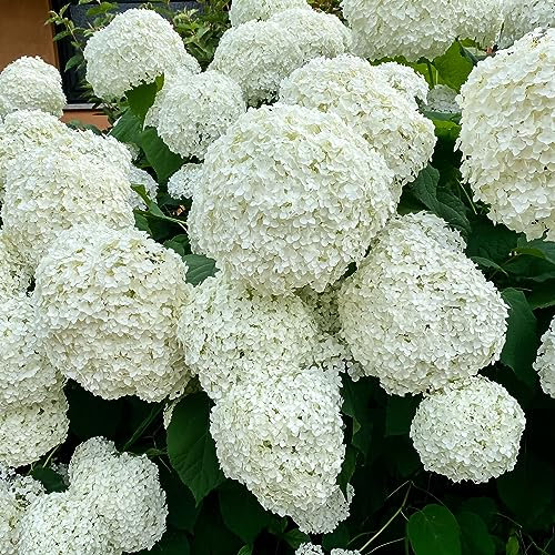 Hydrangea Annabelle Shrub | Smooth Hydrangea | Large White Blooms | 9cm Growers Pot