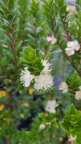 Myrtus communis ssp tarentina/Myrte de Tarente/Conteneur de 3 à 4 litres