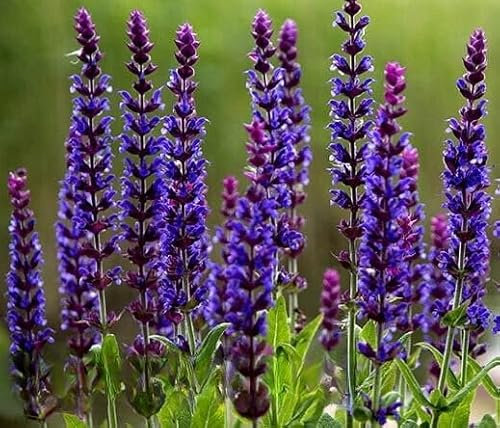 Woodland Sage West Friesland 200 Seeds + Plant tag + Freebie - Salvia Nemorosa