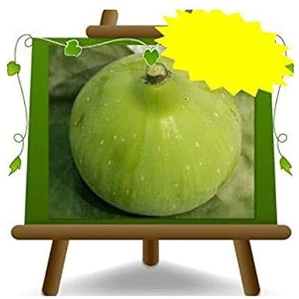 EURO PLANTS VIVAI Figuier Panino plante fruitière ancienne en pot 20 cm Hauteur 170 cm - Âge 2 ans